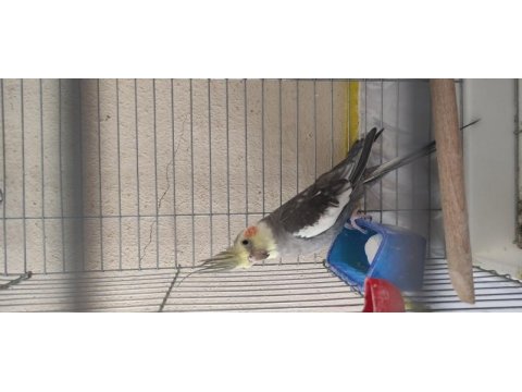El beslemesi erkek sultan papağanı