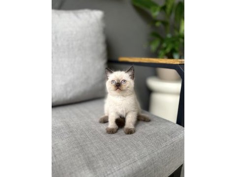 Brıtısh shorthair chocakate point yavrularım 
