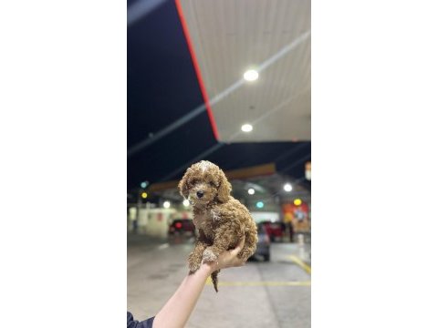 Kocaelinin en güzel toy poodle yavruları