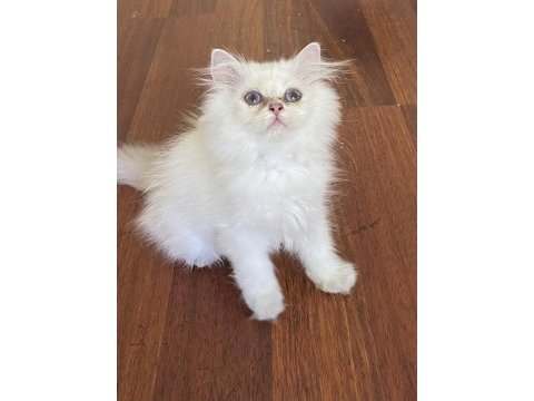 By1133 full şecereli golden dişi british longhair