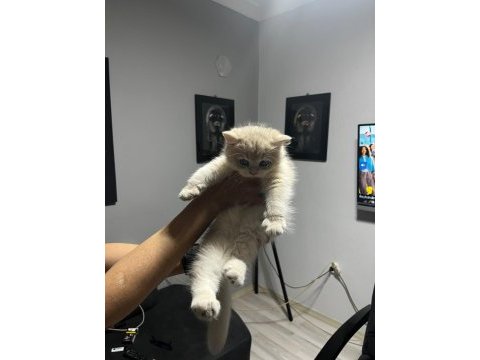 3 aylık golden british shorthair