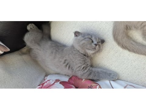 2 aylık yavru scottish fold