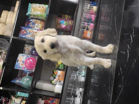 3 aylık golden retriever sahiplendirme