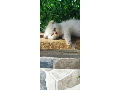 Scottish fold beyaz panter