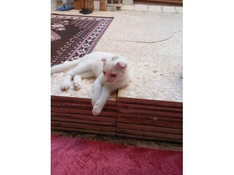 Yavru scottish fold