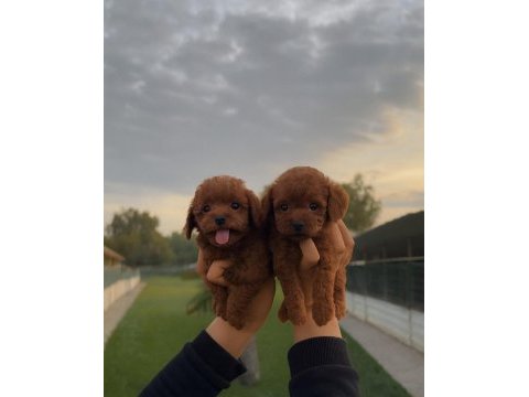 Sevginin en zarif hali toypoodle yavruları