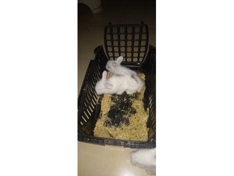Hollanda lop tavşan yavrusu
