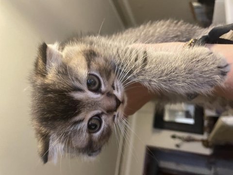2 aylık scottish fold yavrular