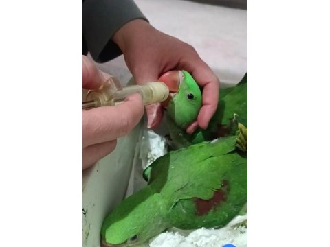 Takım iskender alexander papağanı