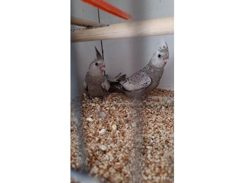 Ev üretimi sağlıklı sultan papağanı kuşlar