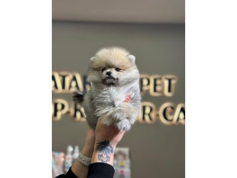 Ankara minipuppy pomeranian boo