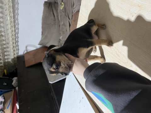 Şivava köpeğimize acil yuva aranıyor