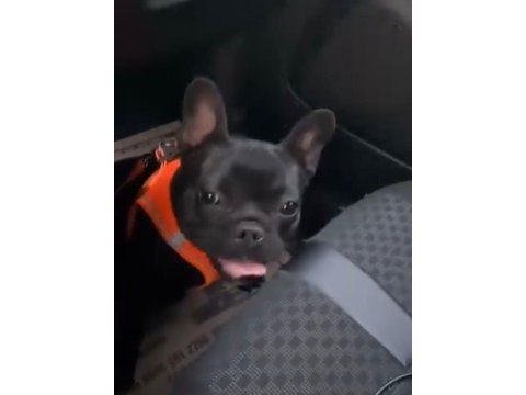 Dişi french bulldog 1 yaşında