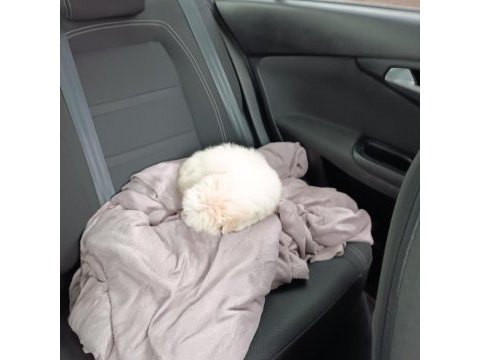 Yavru maltese terrier
