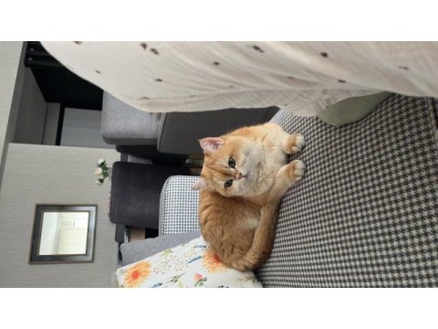Golden british shorthair
