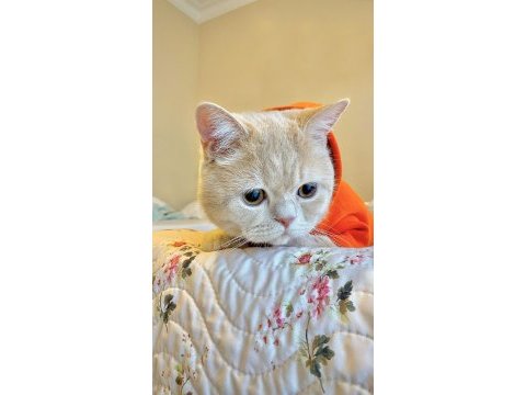 Kedimiz leo için eş arıyoruz