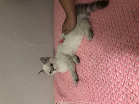 Yuva arıyoruz exotic shorthair