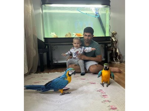 Belgeli kırmızı ara macaw