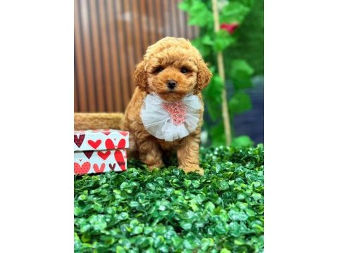 Şeker tadında maltıpoo