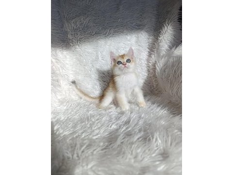 British shorthair golden ny12