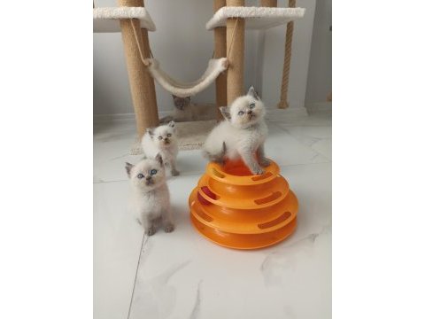 Bluepoint british shorthair yavruları a kalite