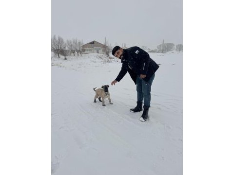 Kral sarı kangal yavruları