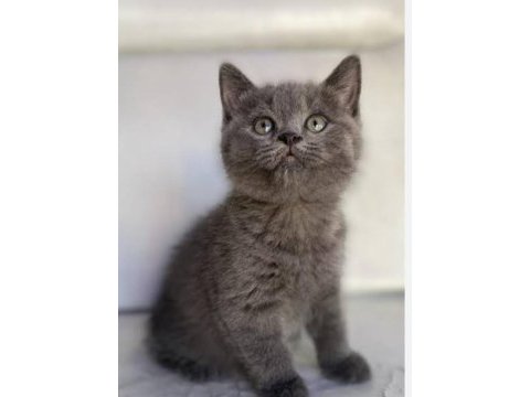 British shorthair yavrular