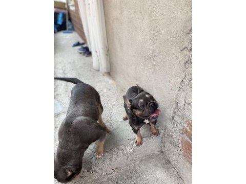 Micro compact blue tan french bulldog dişi