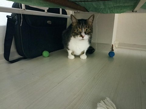 Tospik sıcak bir yuva ve aile arıyor