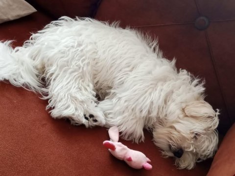 Orijinal maltese terrier