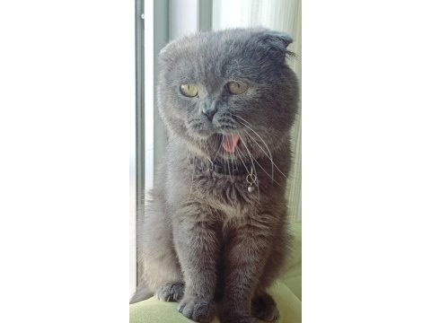 Scottish fold