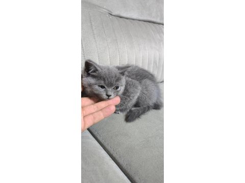 2 aylık kedimiz