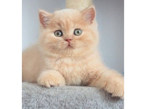 Tarçın cy golden british shorthair