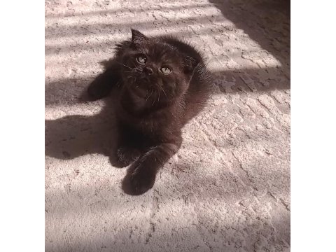 Çikolata scottish fold bebeğim