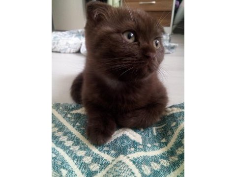 Chocolate point scottish fold