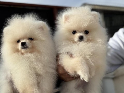 Ultra kalite gülen surat pomeranian boo yavrular