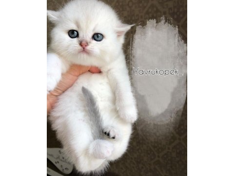 British shorthair yavruları