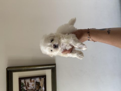 Orjinal teacup 0 burun kore maltese erkek yavrularım