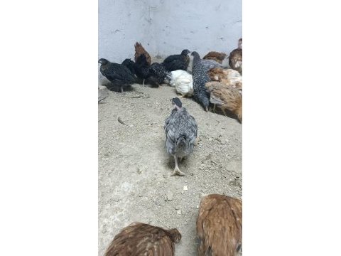 Karışık tavuklar yarkalar