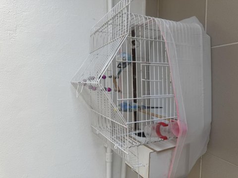 1 çift muhabbet kuşu kafes bütün aparatlarıyla beraber