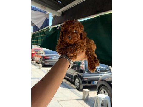 Sağlık ve ırk garantili kore poodle