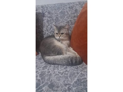 Oyuncu 6 aylık british shorthair