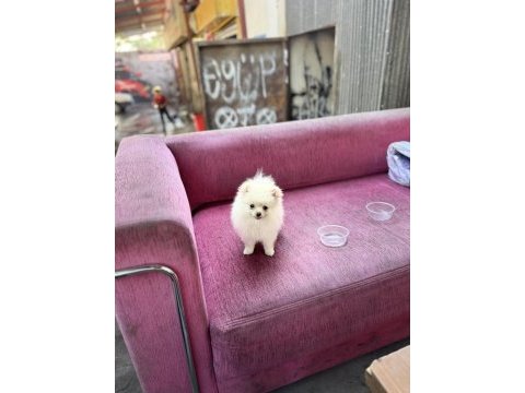 Pomeranian boo 2 aylık dişi