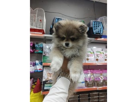 Yeni yuvalarına gitmeye hazır pomeranian