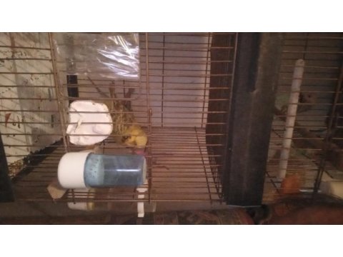 Muhabbet kuşumuz evcil
