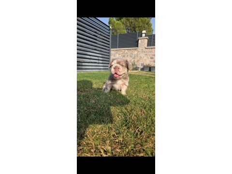 Fluffy big rope egzotik french bulldog yavrular