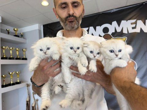 Top kafa scottısh fold yavruları fenomen pet shop