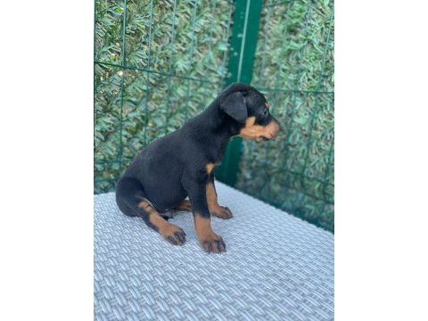 A kalite doberman köpekleri