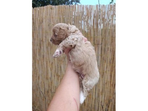 Sağlık garantili, üst kalite maltipoo yavrular