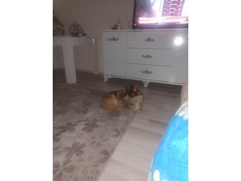 Pekinez köpeğimizi ücretsiz sahiplendirmek istiyoruz